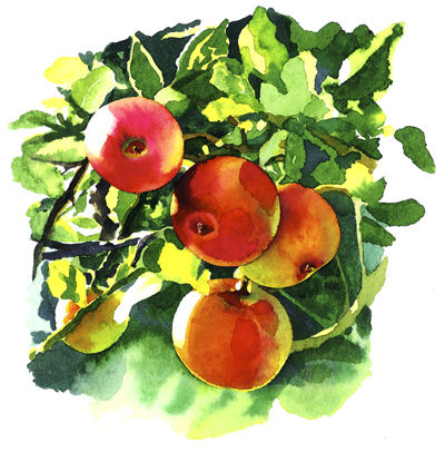 Norfolk Apples